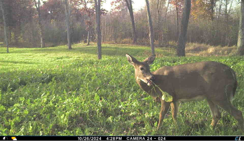 Deer grazing in food plot created by Landscape Guys in Minnesota