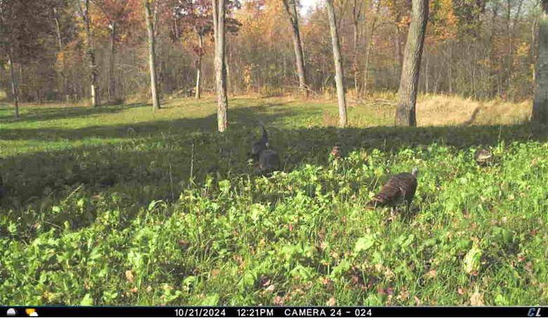 Turkeys grazing in food plot created by Landscape Guys in Minnesota